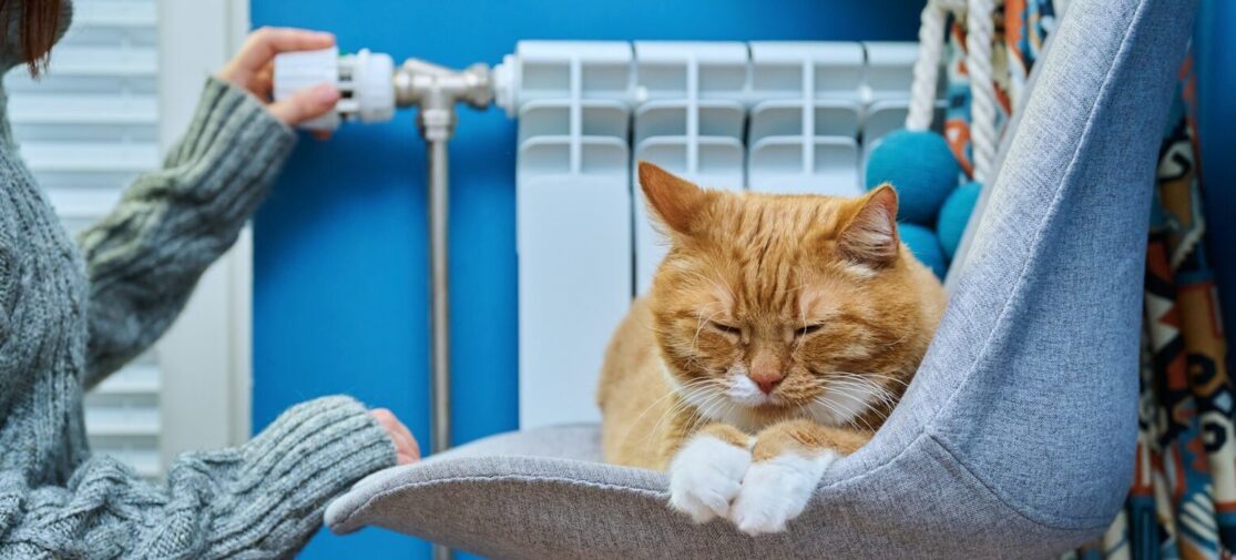 Cat lying on chair near heating radiator, woman regulating temperature